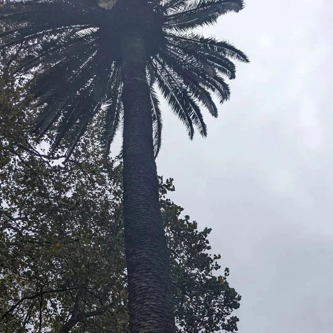 A plam tree seen from below.  It's a cloudy day.